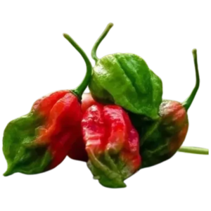 O/C-Bonnet Chilli 100g