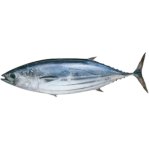 Pre Order - Skipjack Tuna (Balaya) 1.5kg+