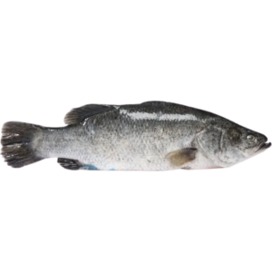 Pre Order - Barramundi (Moda) 1kg+