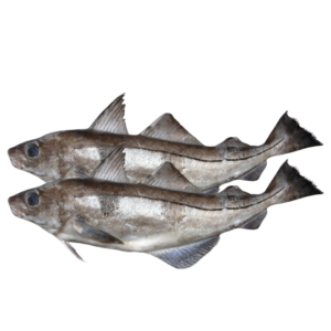 Pre Order - Haddock 500g+