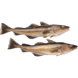 Pre Order - Cod Fish 500g+