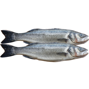 Pre Order - See Bass 1kg+