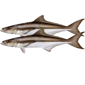 Pre Order - Cobia 1kg+