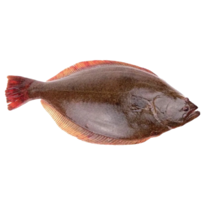 Pre Order - Halibut  500g+