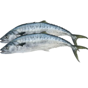 Pre Order - King Fish (Thora) 1kg+